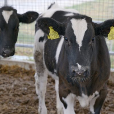 Project Περιφέρεια